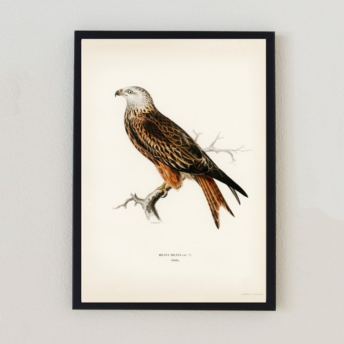 Red kite vintage - red, birds