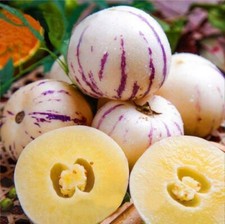 Pepino Melon seed Melon pear