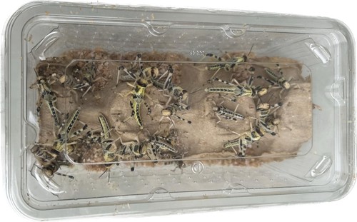 Nutritious live locusts - live,
