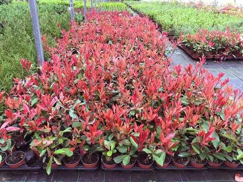 Photinia red robin - 50,