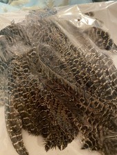 Hen Ringneck Pheasant Skin
