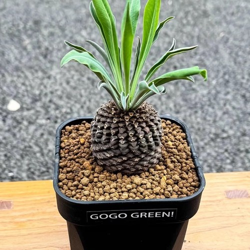 5cm succulent cactus plant - 4-5cm,
