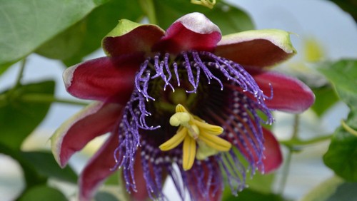 Passiflora marijke passion - passiflora,