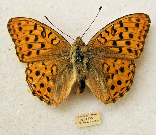 High brown fritillary - high, a