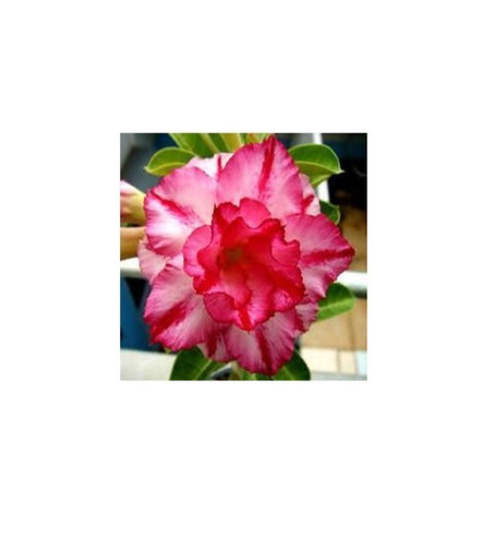 Triple aroma germinated - 5,