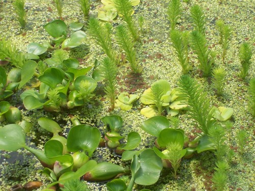 Cup fairymossduckweed - 1, cup,fairymossduckweed