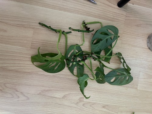 Monstera adansonii monkey - monstera,