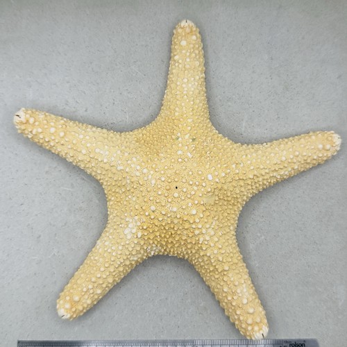 Large natural starfish - natural, sea