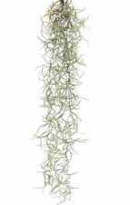 Spanish Moss MINI - long airplant for sea urchin jellyfish Tillandsia Usneoides