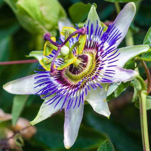 Blue passion flower - blue,