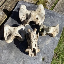 Real Red Deer Vertebrae Atlas Vertebra Bone Bones Skull Craft Curio Oddities