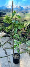 (Approx 80 cm) - silver birch