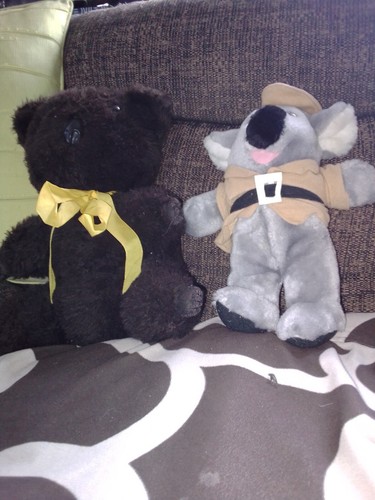 Koala bears - 2, x
