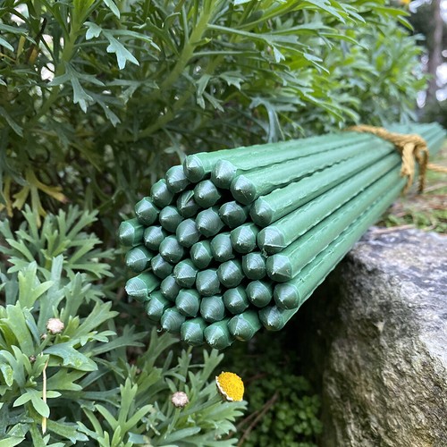 Plant support stakes sticks - plant,