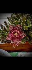 Starfish Plant - Succulent