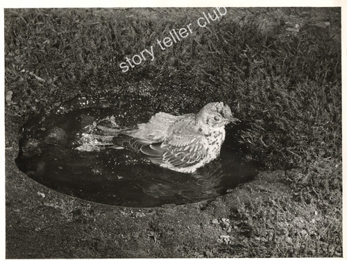 The mistle thrush turdus - mistle,