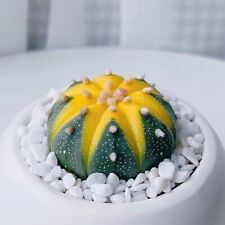 Desk Plant, House plant 1pc - 4cm-5cm Astrophytum asterias, Succulent Lover Gift