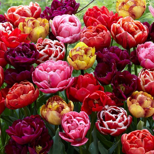 Tulip double flowering - tulip, 'double