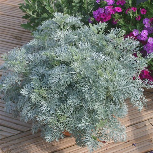 Artemisia powis castle - artemisia, 'powis