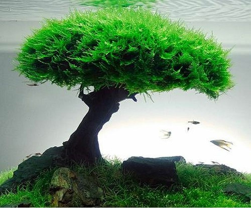 Aquarium flame moss rare - moss,