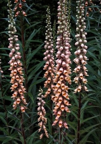 Digitalis feruginea the rusty - digitalis,