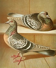 Gustav Prütz 1884 German