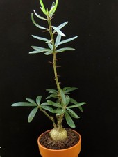 Pachypodium succulentum,Caudex,Euphorbia,Succulent Plants,Cactus