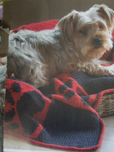 Dog blanket paw print - dog, blanket~paw-print