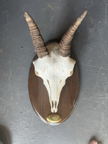 Ibex female skull and horns - and,
