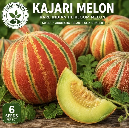 Kajari melon seeds rare - 6x,