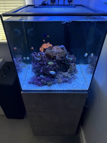 Tmc reef habitat marine - tmc, 50