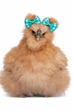 6 Silkie Hatching Eggs NPIP