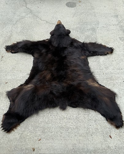 Vintage black bear bearskin - vintage,