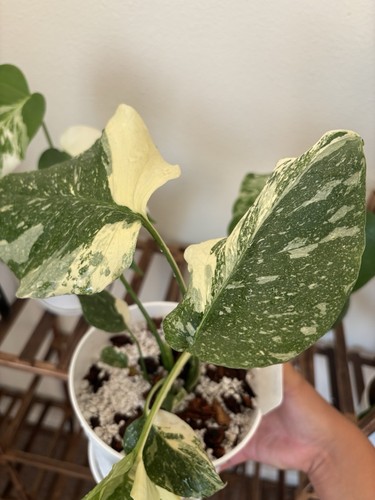 Monstera thai constellation - monstera,
