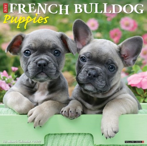 French bulldog puppies 2027 - french,