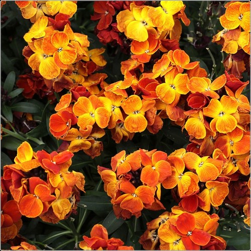 Wallflower sugar rush orange - wallflower, 'sugar