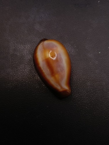 Large cypraea onyx 43mm - , cowrie