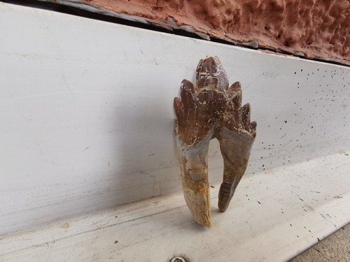 Basilosaurus whale pre molar - basilosaurus,