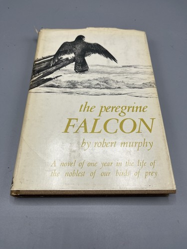 The peregrine falcon murphy - peregrine, falcon,