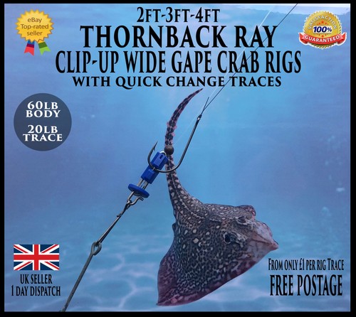 Sea rigs thornback ray clip - sea,