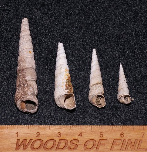 Eocene gastropod haustator - eocene,