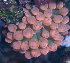 Bubble Tip Anemone - collect