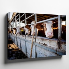 Inside A Crowded Livestock