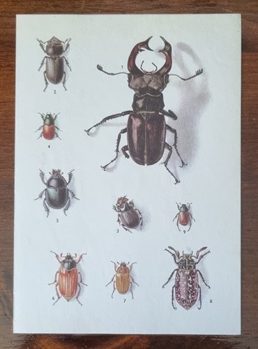 Vintage natural history print - vintage,