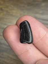 Worn Neovenator Tooth Isle Of Wight Brook Bay Fossil Dinosaur Tooth UK Rare