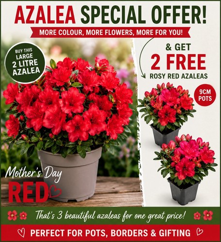 Buy get free the - 1,,