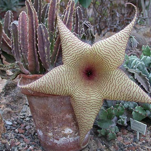 Stapelia gigantea seeds - stapelia,