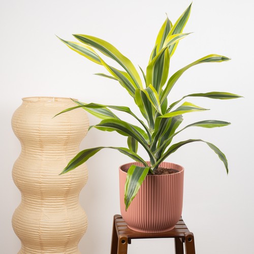 Dracaena lemon lime - lemon, &
