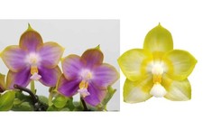 Phalaenopsis Mituo Reflex