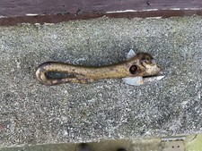 Antique Tin Can Opener Bull Head